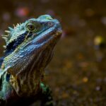 zwierzeta egzotyczne iguana